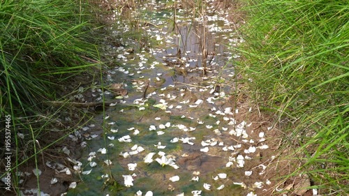 White Flower Petals Floating on Water Surface, Peaceful Nature Scene