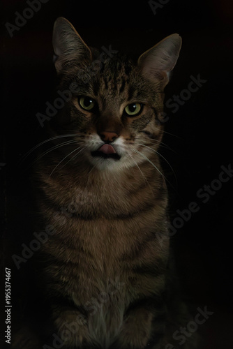 Portrait einer Katze vor schwarzem Hintergrund