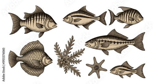 Vintage Hand Drawn Fish Collection with Seaweed and Starfish