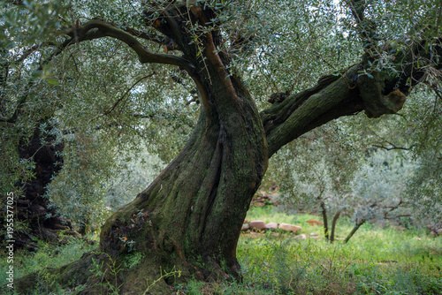 Olivo
