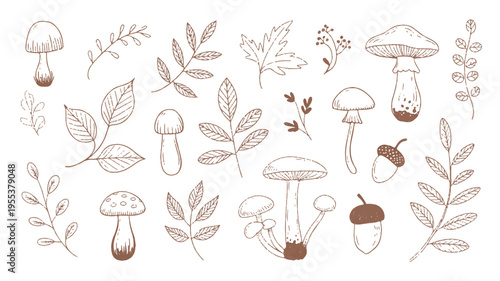 A collection of hand-drawn illustrations featuring mushrooms and various leaves on a white background