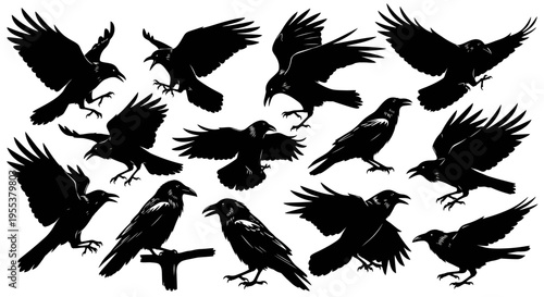 Collection of detailed black silhouette illustrations depicting crows in various flying poses