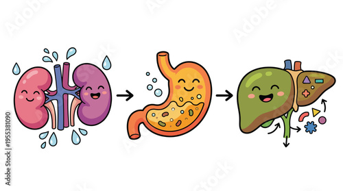 This engaging illustration depicts organs like the kidneys, stomach, and liver with cheerful expressions, simplifying the concept of bodily functions in a fun and friendly way.