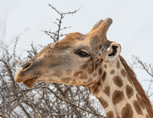 Wallpaper Mural Close up of the head of a Giraffe in Etosha National Park, Namibia, Africa Torontodigital.ca