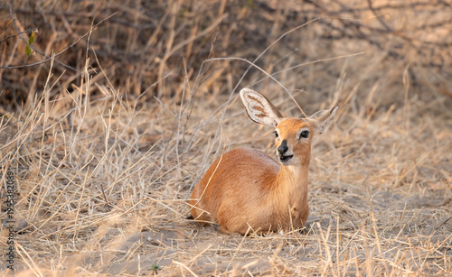 Wallpaper Mural Steenbok Also known as  Steinbuck or Steinbok in the Makgadikgadi Pans National Park, Botswana, Africa Torontodigital.ca