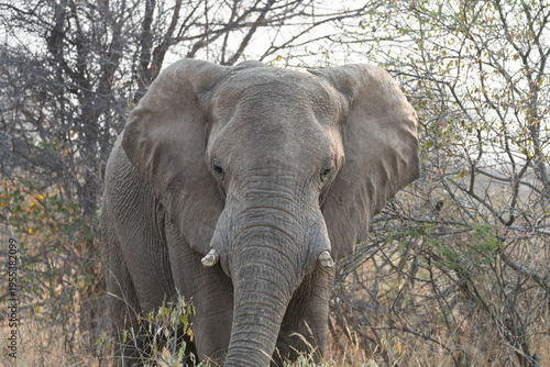Wallpaper Mural African Elephant in Etosha National Park, Namibia, Africa Torontodigital.ca