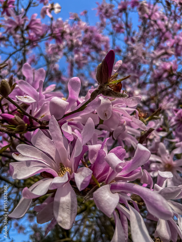 Принти на полотні Pink magnolia in the harden