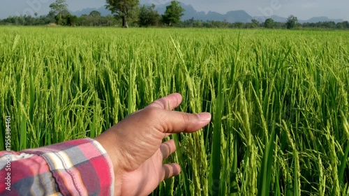 Farmer use hand collects data and researches the rice plants in the mountain fields in order to obtain good and large yields. High Mountain Farming. The way of life of people on the mountain.