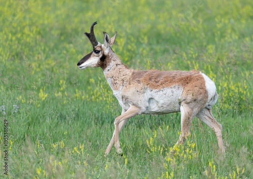 Wallpaper Mural Male Pronghorn with Horns in Custer State Park, South Dakota, USA Torontodigital.ca
