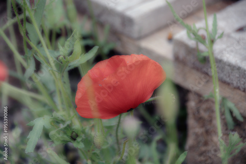 Blüten