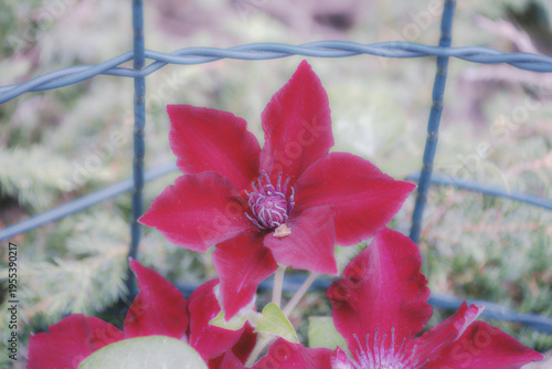 Blüten
