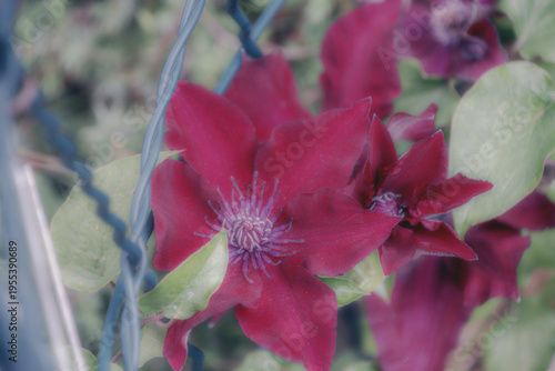 Blüten