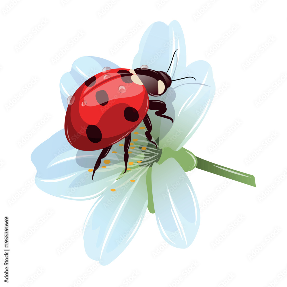 Fototapeta premium Ladybug sitting on a white flower during a sunny day in a garden