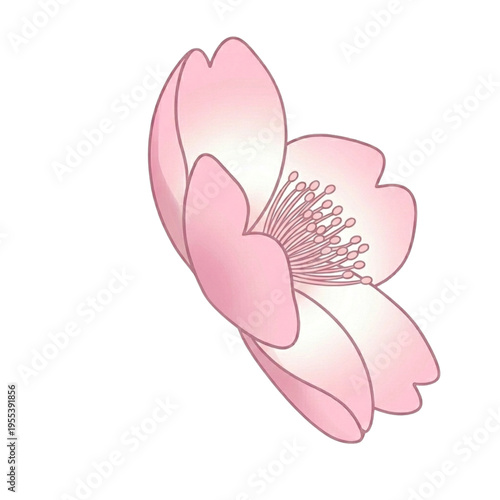 cute sakura 
