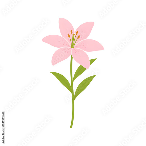 Pink Lily Flower Flat Vector Botanical Illustration
