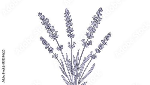 Bundle of five lavender stems with delicate purple flowers and long narrow leaves is shown on a plain white background.