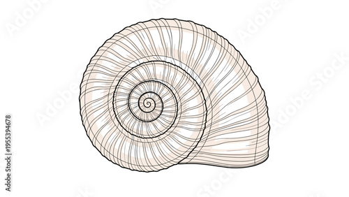 Detailed spiral snail shell with fine lines and textures is shown from a top-down perspective on an isolated white background.