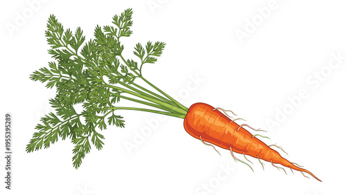 Freshly harvested orange carrot with long green leaves and small roots is shown in a detailed vector illustration for culinary use.