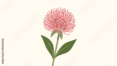 Unique pink protea flower with long spiky petals is shown on a single stem with green leaves in a beautiful botanical illustration.