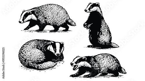 Badger Set – Hand Drawn Wildlife Illustration Collection
