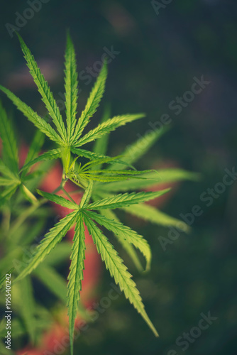 Foto Vertical Green weed Marijuana tree cannabis plant narcotic herbal in CBC greenhouse