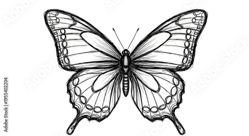 Sketch of a butterfly with wings spread open, hand drawn illustration, black and white graphic