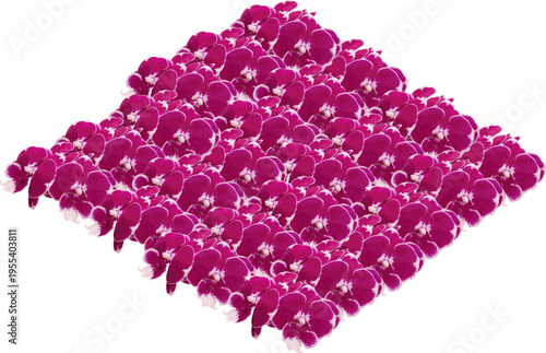 Stunning Pattern of Vibrant Magenta Phalaenopsis Orchids Isolated on White Background