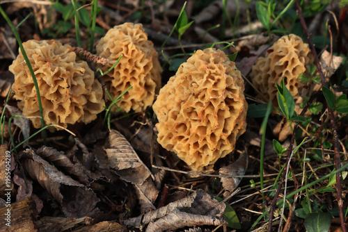 Morchella vulgaris mushrooms also called common morel in the italian countryside on springtime