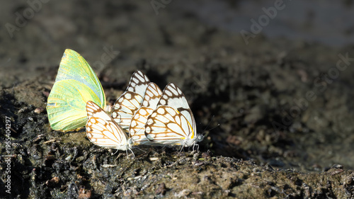 The image displays two distinct species of butterflies: the Brown-veined white (Belenois aurota) and the Angled grass yellow (Eurema desjardinsii). The white butterflies with prominent brown or black 