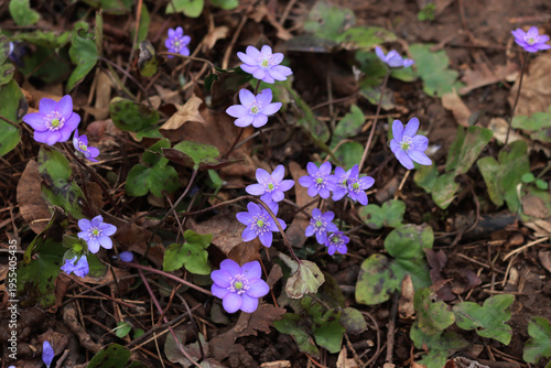Bunch of small violet liverleafs on springtime. Hepatica nobilis flowers