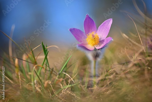 Obraz na plátne Spring background with flowers in meadow