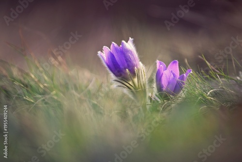 Foto Spring background with flowers in meadow