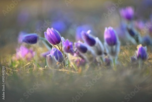 Photos Spring background with flowers in meadow