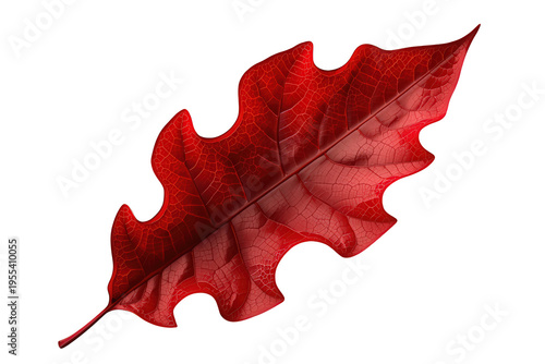 Red oak leaf featuring autumn colors and detailed veins, isolated on transparent background, symbolizing seasonal change