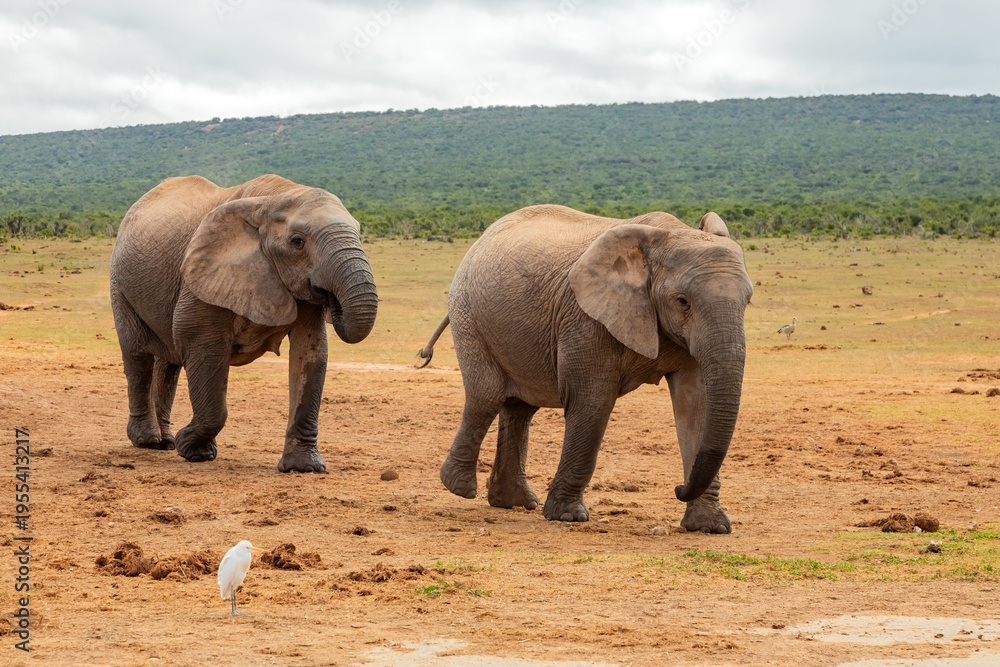 Obraz premium Elephant in Addo Elephant Safari Park