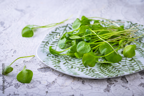Fresh purslane (Portulaca oleracea), edible weeds or herbs