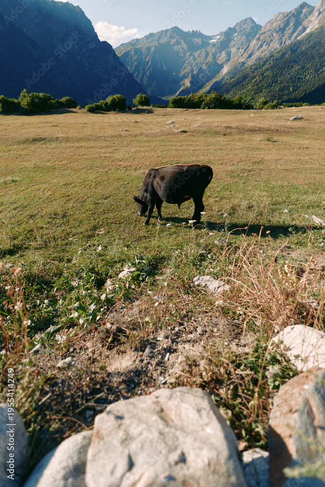 Fototapeta premium Cow grazing in a sunlit meadow with mountains in the background, pasture field landscape showing nature, grass and peaceful rural livestock scene under blue sky.