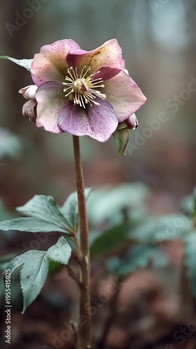 Close Up of a Purple Hellebore Flower in the Garden