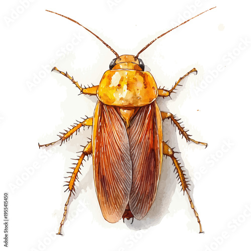 watercolor graphic of Cockroach illustration, isolated on a white background.