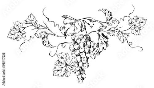 Decorative grapevine composition with layered leaves, grape bunches, expressive tendrils. Isolated hand drawn vector ink illustration. Wine branding, menu design, gourmet product visuals, editorial.