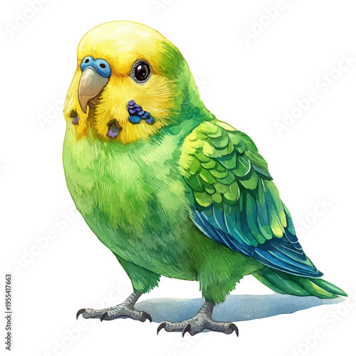 Budgerigar, detailed watercolor painting, isolated on a white background.