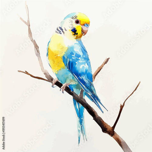 watercolor graphic of Budgerigar illustration, isolated on a white background.