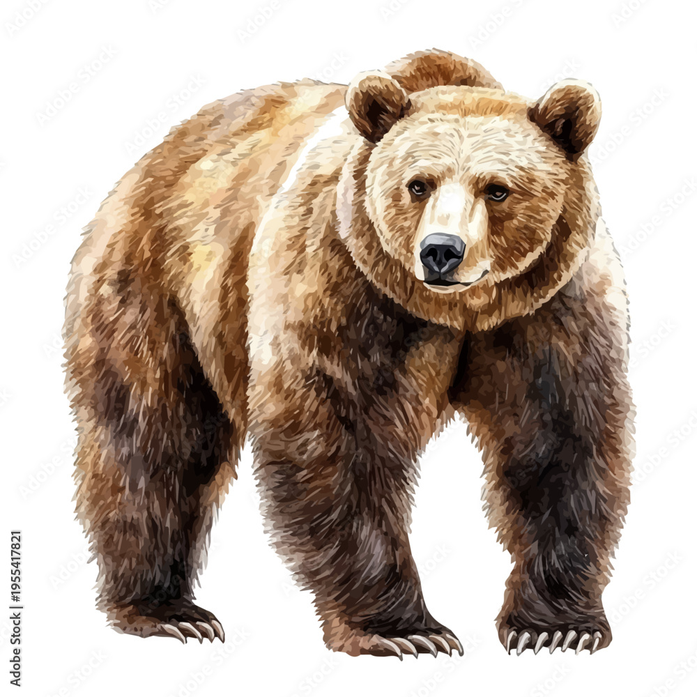 Fototapeta premium Brown Bear, vibrant watercolor vector, isolated on a white background, high quality and detailed design.