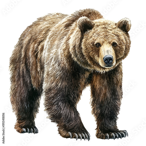 Brown Bear, beautiful watercolor illustration, isolated on a white background, soft and delicate colors.