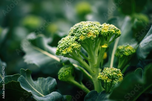 Fresh Broccoli Growing in a Garden on a Farm.