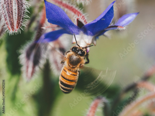 Un'ape laboriosa su una pianta di borraggine dai fiori blu