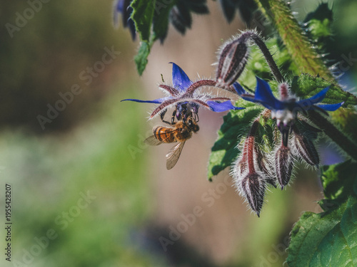 Un'ape laboriosa su una pianta di borraggine dai fiori blu