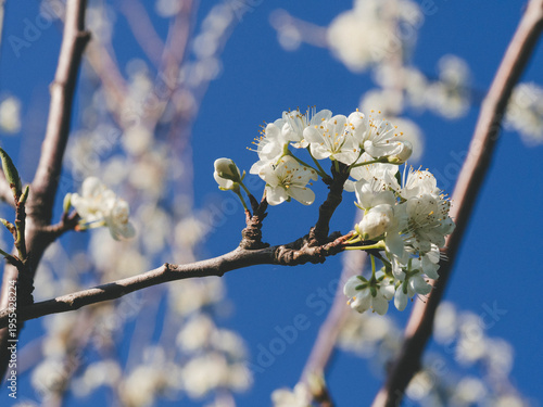 il fiore bianco del pruno fiorito su un ramo dietrio il cielo azzurro