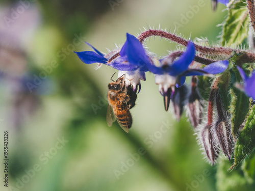 Un'ape laboriosa su una pianta di borraggine dai fiori blu