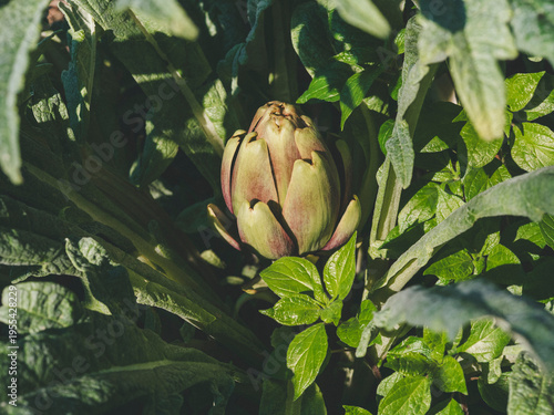 Pianta di carciofo verde in un orto